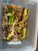 5x Wetsticks Monstera Albo Variegata, Huis en Inrichting, Kamerplanten, Ophalen of Verzenden, Halfschaduw, Minder dan 100 cm