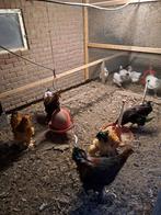 Hanen te koop brahma, legkip,sussex,amrock, Dieren en Toebehoren, Pluimvee, Mannelijk, Kip
