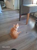 Langharige boskat, Poes, Langharig, 0 tot 2 jaar