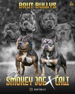 American Bully Pups Champion Smokey Joe x Cali ABKC, Rabiës (hondsdolheid), Meerdere, Teef, 8 tot 15 weken