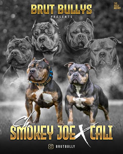 American Bully Pups geboren!Champion Smokey Joe x Cali ABKC, Dieren en Toebehoren, Honden | Bulldogs, Pinschers en Molossers, Teef
