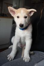 Prachtige Husky x Mechelse herder kruising pups, 8 tot 15 weken, Meerdere, Meerdere dieren, Herder