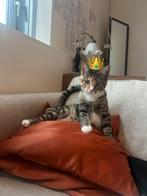 Vlekjes kitten (poes) 7,5 maand, Dieren en Toebehoren, Poes