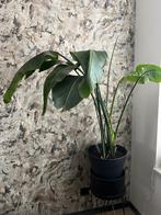Strelitzia kamerplant, Huis en Inrichting, Kamerplanten, Ophalen, Halfschaduw, Minder dan 100 cm