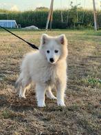 Pomsky puppy, CDV (hondenziekte), 8 tot 15 weken, Teef, Poolhond
