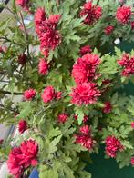 chrysanten, Ophalen of Verzenden, Volle zon, Knol