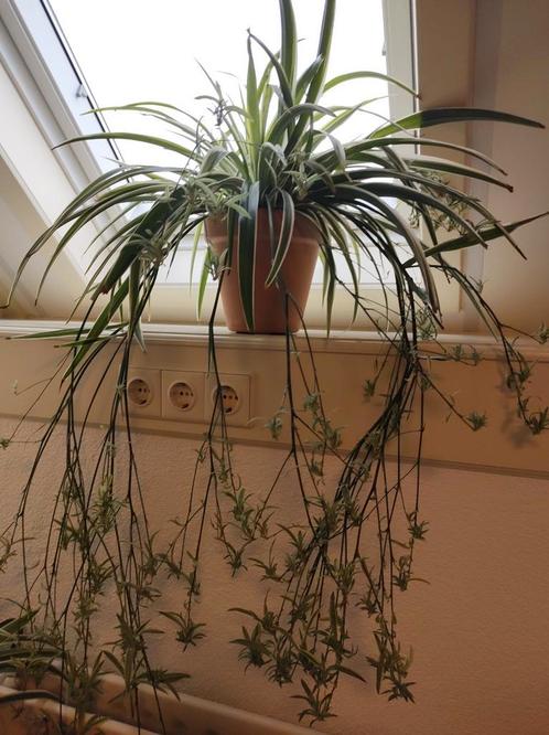 Graslelie stekjes te reserveren, Huis en Inrichting, Kamerplanten, Overige soorten, Minder dan 100 cm, Groene kamerplant, Halfschaduw