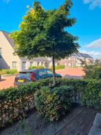 Noorse esdoorn, Tickets en Kaartjes, Eén persoon