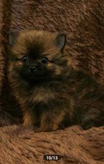 Super mooie en lieve pomeriaan pup teefje spoed!!, Dieren en Toebehoren, Honden | Poolhonden, Keeshonden en Oertypen, 8 tot 15 weken