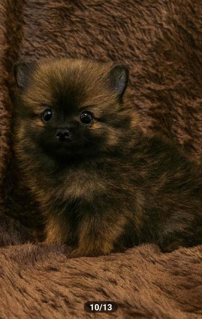 Super mooie en lieve pomeriaan pup teefje spoed!!, Dieren en Toebehoren, Honden | Poolhonden, Keeshonden en Oertypen, Teef, Particulier