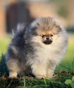 3 POMERANIAN teefjes met stamboom FCI, POMERIAAN DWERGKEES, Dieren en Toebehoren, Honden | Poolhonden, Keeshonden en Oertypen
