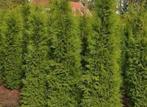 Conifeer “THUJA”, Ophalen of Verzenden, Bloeit niet, Overige soorten, Volle zon