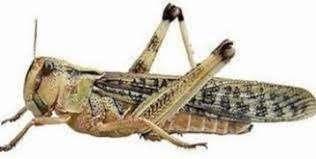 Voedseldieren te bestellen bij csreptiles venlo, Dieren en Toebehoren, Reptielen en Amfibieën | Toebehoren, Nieuw, Ophalen of Verzenden