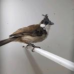 Roodoorbuulbuul, Dieren en Toebehoren, Meerdere dieren