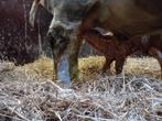 Gevraagd hooiland, Dieren en Toebehoren, Schapen, Geiten en Varkens, Schaap