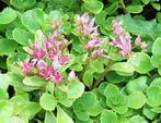 Vaste plant  : Kruipende roze sedum  3 euro, Ophalen, Bodembedekkers, Volle zon, Vaste plant