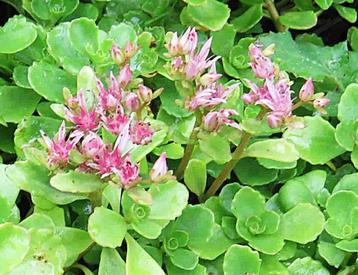 Vaste plant  : Kruipende roze sedum  3 euro beschikbaar voor biedingen