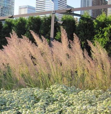 Calamagrostis brachytricha / Diamantgras🌿