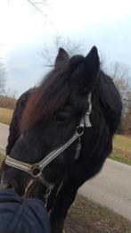 Verzorger aangeboden/verzorgpaard gezocht, Dieren en Toebehoren, Ophalen of Verzenden, Nieuw