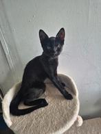 2 lieve kittens ter overname (2 mannetjes), Dieren en Toebehoren, Katten en Kittens | Raskatten | Korthaar, Kater, Ontwormd, 0 tot 2 jaar