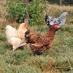 Wyandotte krielkip hennetjes, Dieren en Toebehoren, Pluimvee, Vrouwelijk, Kip