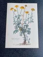 9 prenten  bloemen/planten 16,5x24 samen 17 euro aronskelk, Ophalen of Verzenden, Natuur en Biologie
