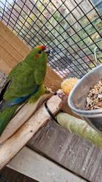 Jonge Kakarikies, Meerdere dieren, Geringd