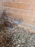 Chineze dwergkwartels hen, Dieren en Toebehoren, Vogels | Overige Vogels, Vrouwelijk, Tropenvogel