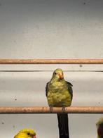 Bergparkiet geslacht man, Dieren en Toebehoren, Vogels | Parkieten en Papegaaien, Mannelijk, Parkiet