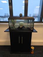 Aquarium + 40 vissen + auto - voeder + onderkast + meer, Ophalen, Nieuw