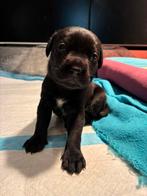 Prachtige puppy’s te koop – Staffador / Labrastaff, Dieren en Toebehoren, 8 tot 15 weken, CDV (hondenziekte), Meerdere, Meerdere dieren
