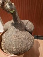 Cyphostemma elephantopus XXL, great caudex, plant,succulent, Verzenden, In pot, Halfschaduw, Minder dan 100 cm