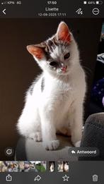 Lieve kittens, Dieren en Toebehoren, Katten en Kittens | Overige Katten, Meerdere dieren, Kortharig, 0 tot 2 jaar