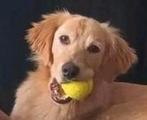 GaGa Animal Care - MONTANA (in een gastgezin in Drachten FR), Particulier, Rabiës (hondsdolheid), Teef, Middel