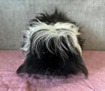 Cavia beer, Dieren en Toebehoren, Knaagdieren, Cavia, Mannelijk, December, Tam