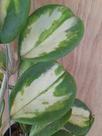Hoya obovata variegata stek, Huis en Inrichting, Kamerplanten, Overige soorten, Minder dan 100 cm, Ophalen of Verzenden, Halfschaduw