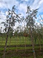 mooie sorbus dodong boom, Ophalen, Volle zon, Overige soorten