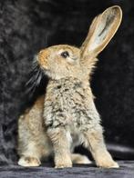 Duitse reuzen XXL rammetjes, Dieren en Toebehoren, Konijnen, Meerdere dieren, Groot, 0 tot 2 jaar