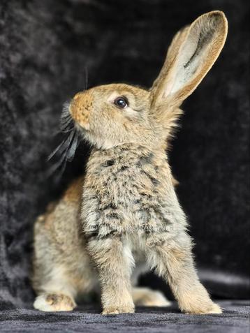 Duitse reuzen XXL rammetjes  beschikbaar voor biedingen