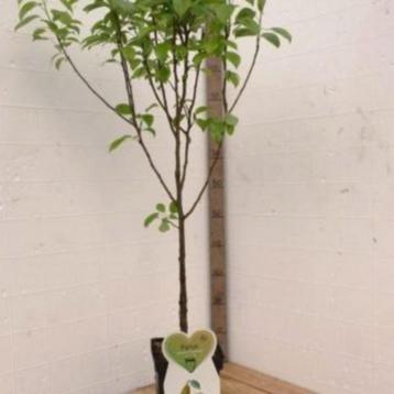 perenbomen in pot beschikbaar voor biedingen