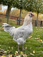 ‼️Lieve & knappe Engelse Araucana Lavendel haan‼️, Mannelijk, Kip