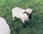 Schaap, Vrouwelijk, Schaap