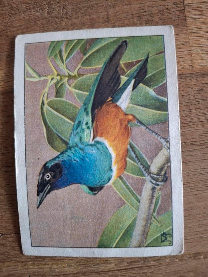 Verkade Album plaatje - Prachtglansspreeuw, Antiek en Kunst, Antiek | Overige Antiek, Ophalen of Verzenden