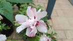 Dubbel Roze Hibiscus, Volle zon, Vaste plant, Zomer, Ophalen