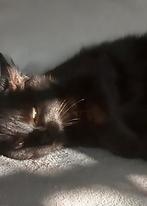 Herplaatsing kat 1,5 jaat, Dieren en Toebehoren, Katten en Kittens | Overige Katten, Kater