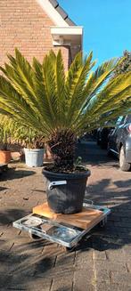 Grote Cycas Revoluta Palm - Vredespalm 130cm, Ophalen, Bloeit niet, Overige soorten, Volle zon