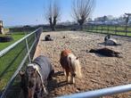 Paddock Paradise, Dieren en Toebehoren, Stalling en Weidegang