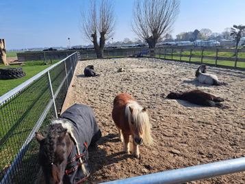 Paddock Paradise beschikbaar voor biedingen