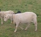 Schapen schaap feest geboorte ooi ram, Dieren en Toebehoren, Vrouwelijk, Schaap