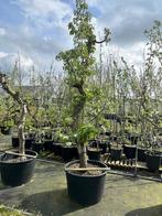 Prachtige 40-jarige Gieser Wildeman in Zuid-Holland, Tuin en Terras, Planten | Fruitbomen, Lente, Volle zon, Perenboom, 250 tot 400 cm